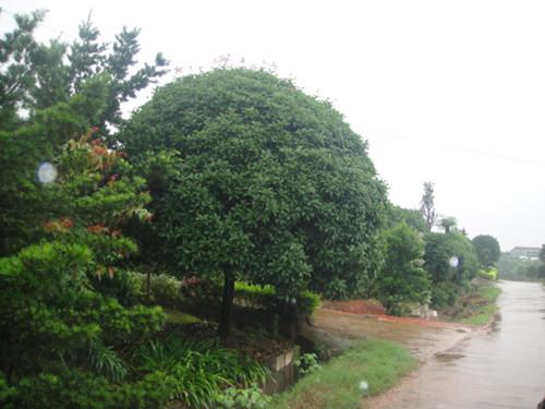 供應湖南大桂花樹35公分地莖桂花樹