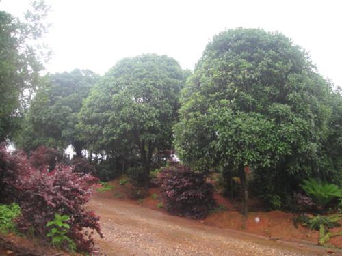 供應(yīng)湖南綠化苗木2*桂花