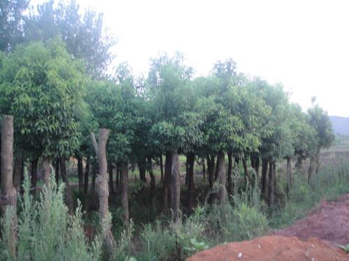 湖南綠化苗木圖片/湖南綠化苗木樣板圖 (4)