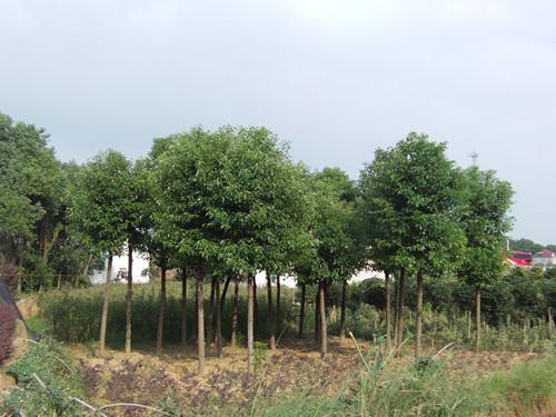 供應(yīng)湯璇德*處理湖南香樟樹湖南香樟13707338569