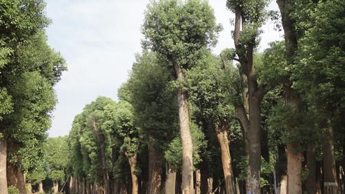 供應(yīng)益陽矮腳移栽香樟大樹