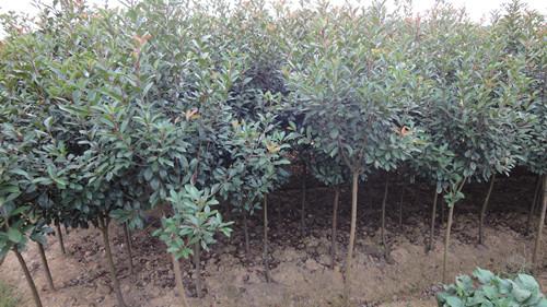 供應(yīng)湖南綠化苗木紅葉石楠樹(shù)