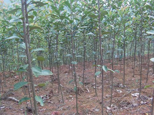 供應特價紅葉石楠小苗13707338569