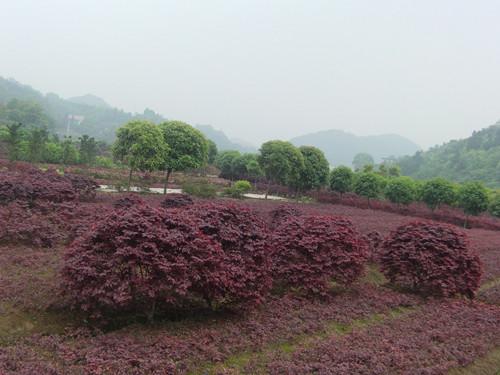 供應(yīng)紅花桎木紅繼木地被特色苗13707338569