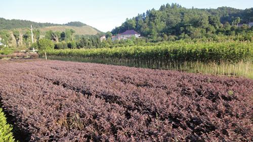 供應紅花繼木小苗13707338569