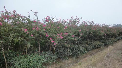 供應(yīng)湖南廉價紫薇樹