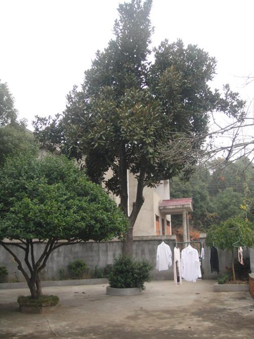 供應(yīng)湖南*廣玉蘭大樹