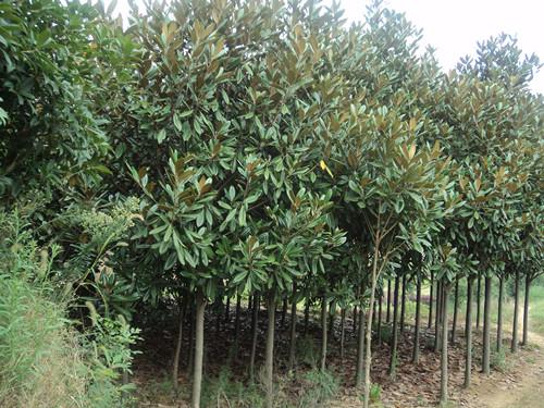 供應(yīng)湖南廉價(jià)廣玉蘭大樹