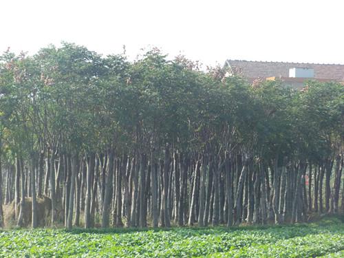 供應(yīng)湖南銷售量*的湖南國(guó)樹(shù)湖南欒樹(shù)