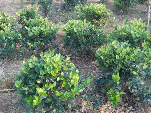 湖南女貞圖片/湖南女貞樣板圖 (4)