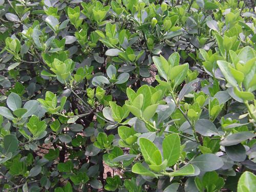 供應(yīng)湖南綠化苗木湖南四季青小苗