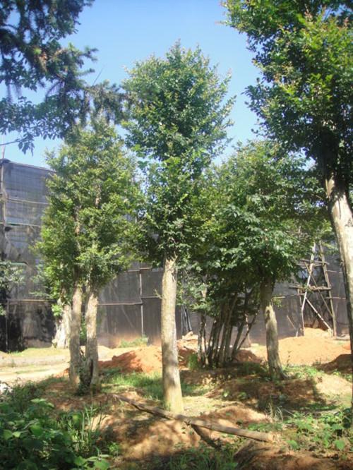 供應(yīng)*榆樹湖南榆樹基地