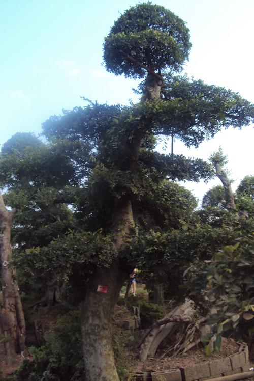 平價湖南精品造型榆樹圖片/平價湖南精品造型榆樹樣板圖 (4)