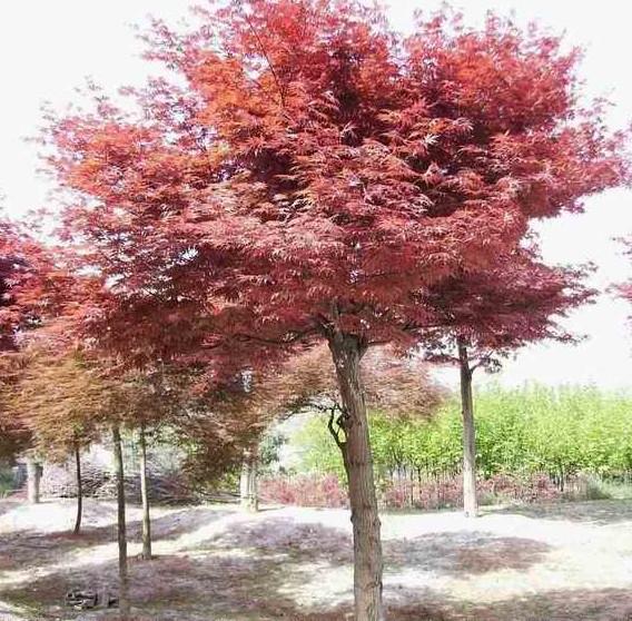 供應(yīng)美國紅楓樹湖南紅楓大樹