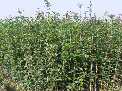 湖南桂花圖片/湖南桂花樣板圖 (2)