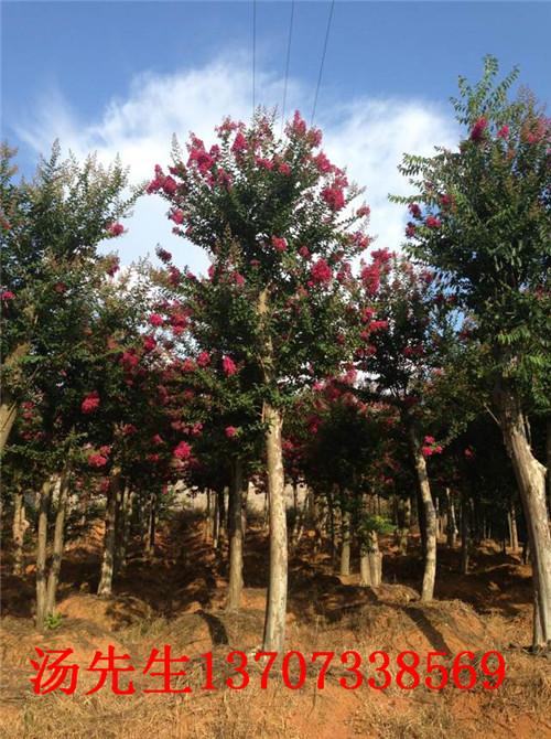 供應(yīng)湖南璇豐苗圃移栽樹樁13707338569