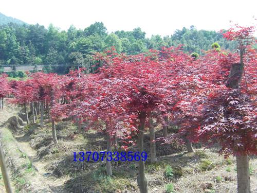 羅漢松圖片/羅漢松樣板圖 (4)