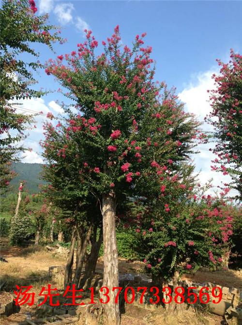 湖南紫薇圖片/湖南紫薇樣板圖 (3)