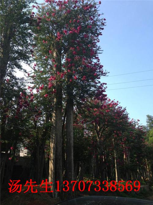 湖南璇豐苗圃移栽樹(shù)樁13707338569圖片