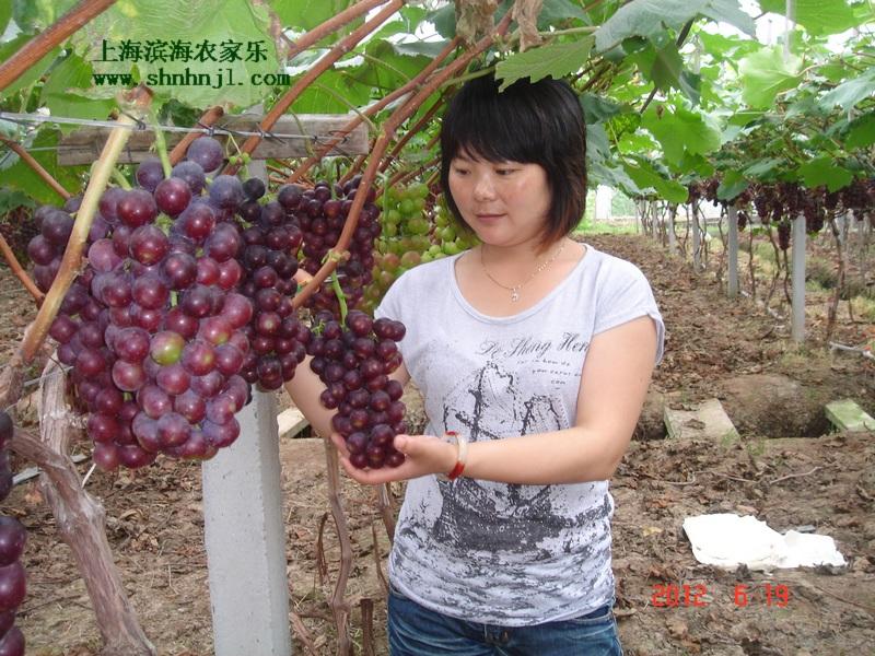 供应上海滴水湖周边葡萄采摘的农家乐