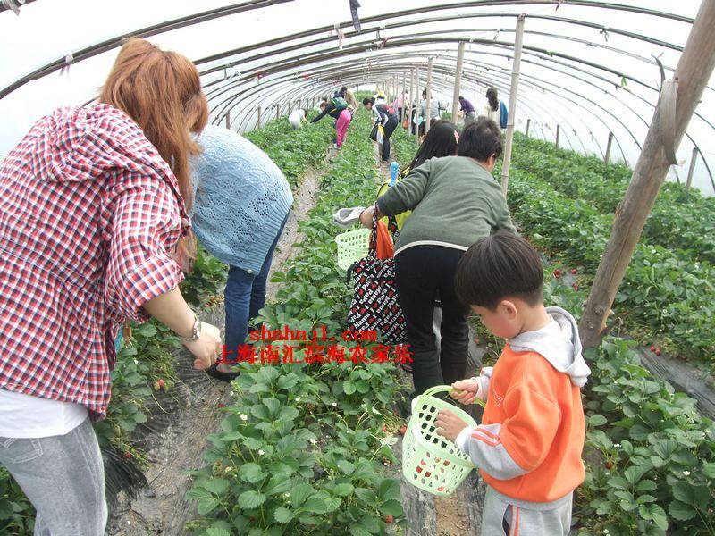 上海市上海郊区农家乐城市人的后花园厂家供应上海郊区农家乐城市人的后花园