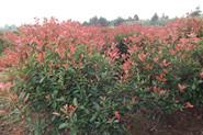 紅葉石楠價格信息紅葉石楠信息圖片
