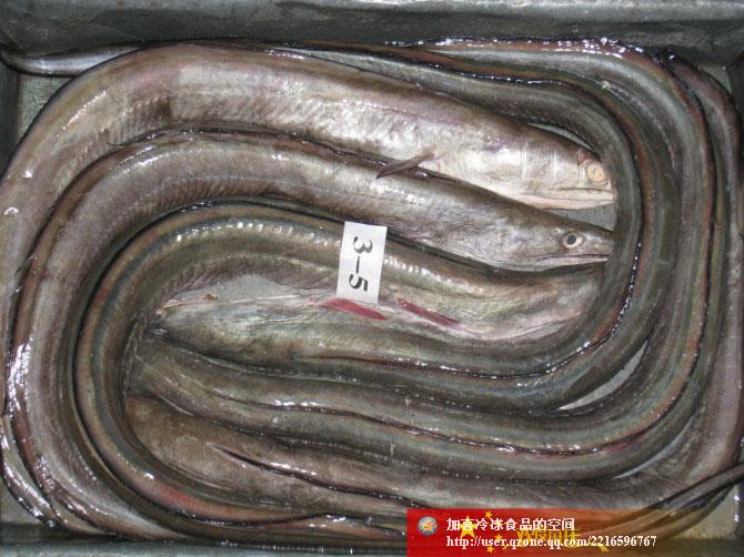 供應(yīng)凍海鰻