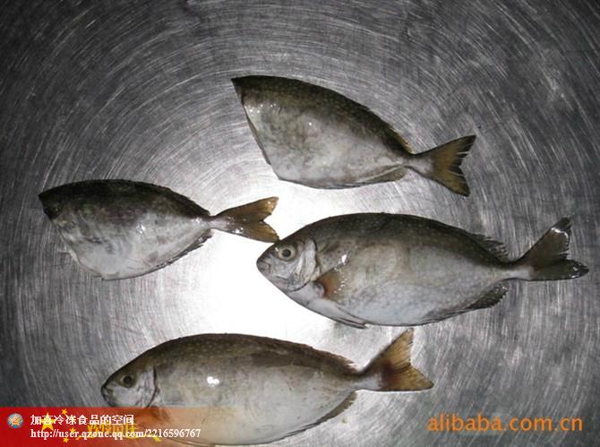 供應(yīng)白籃子魚(yú)（黎鯭魚(yú)）
