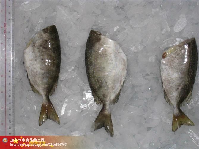 供應(yīng)白籃子魚(yú)（黎鯭魚(yú)）