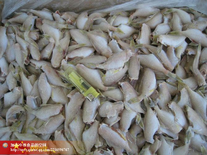 供應(yīng)北部灣海域產(chǎn)小規(guī)格馬面魚