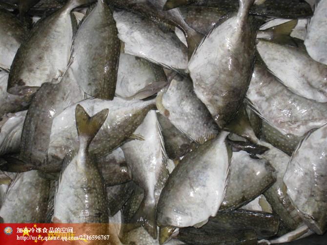 供應(yīng)白籃子魚(yú)（黎鯭魚(yú)）