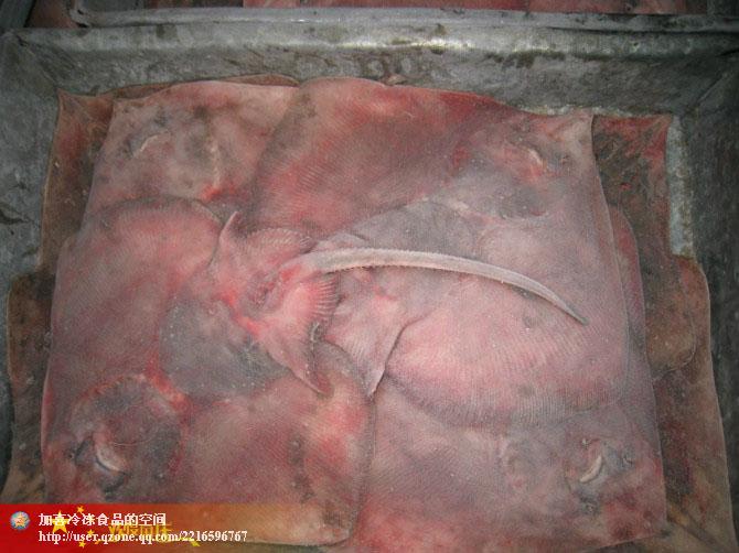 供應(yīng)凍孔鰩（老板）魚