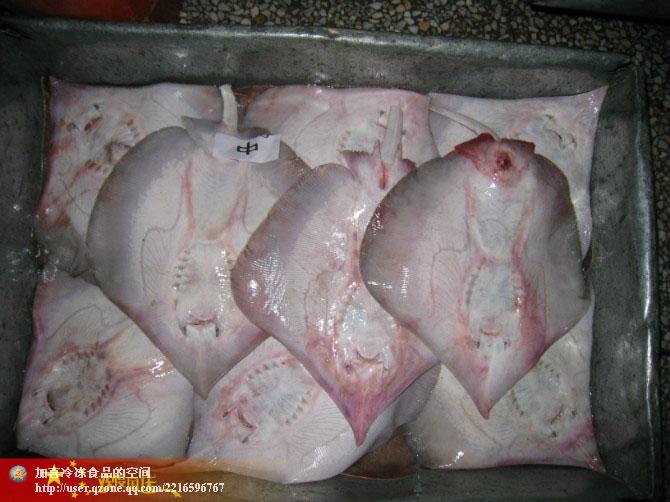 供應(yīng)北部灣海域產(chǎn)美鰩魚