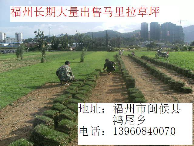 供應(yīng)福州馬尼拉草皮苗木草坪