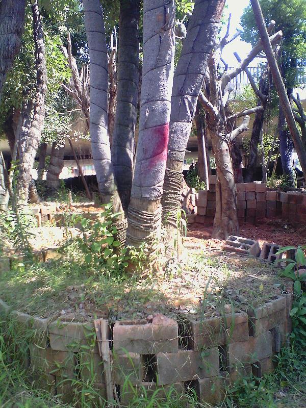 供應(yīng)福建樹(shù)木供應(yīng)商