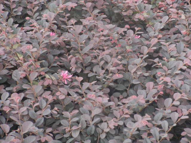 供應(yīng)福州樹木花苗 價(jià)格便宜