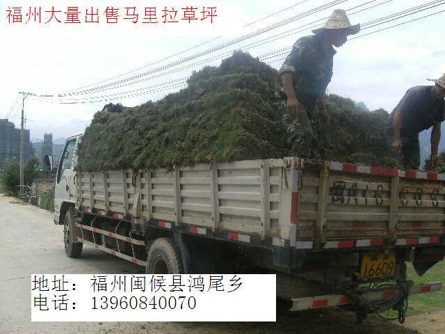 供應(yīng)福建各地馬尼拉草坪供應(yīng)