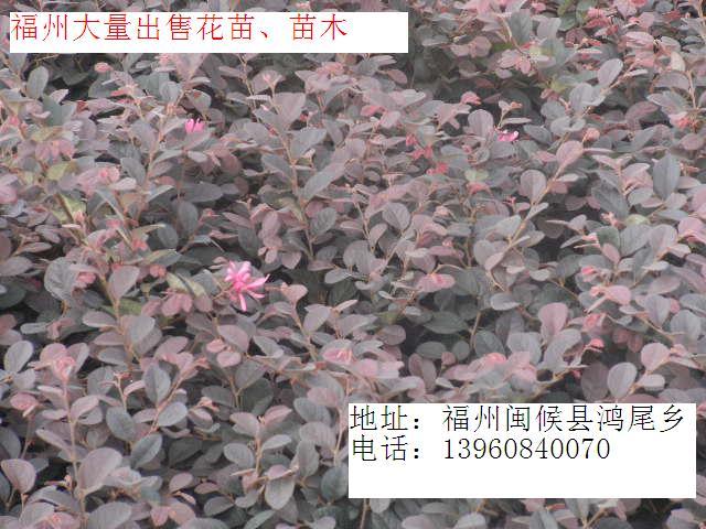 供應(yīng)福州草坪供應(yīng)保質(zhì)保量