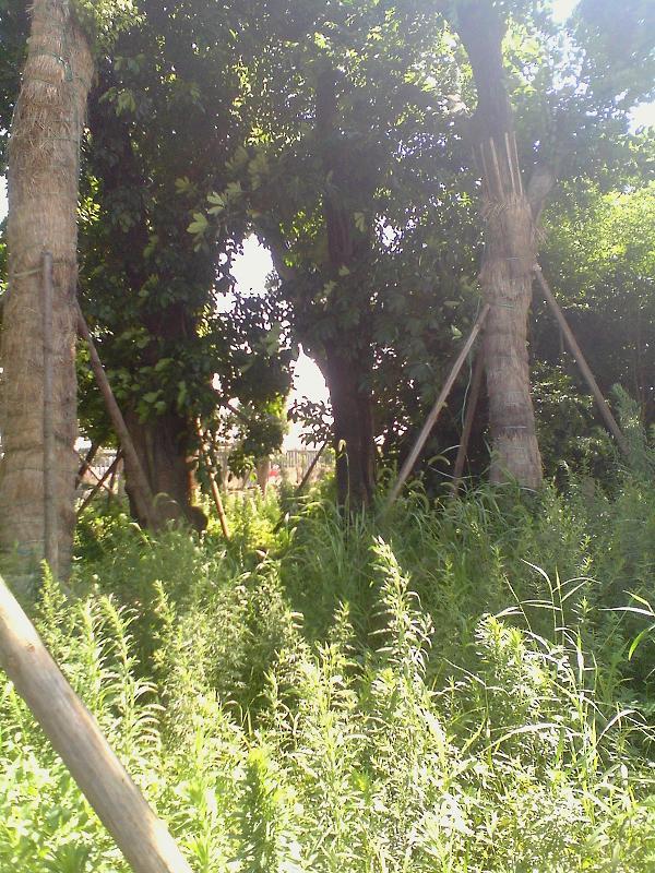 供應(yīng)福建樹(shù)木供應(yīng)商