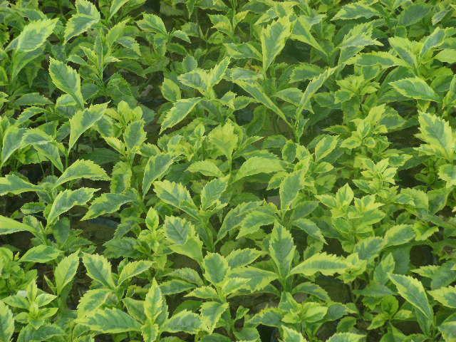 供應(yīng)福州草坪花苗樹木