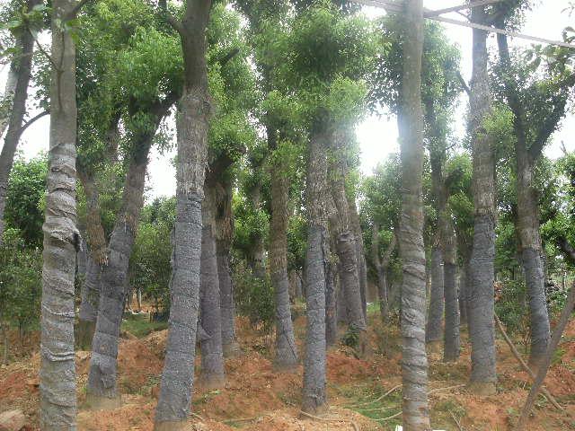 供應(yīng)福州草坪保質(zhì)保量