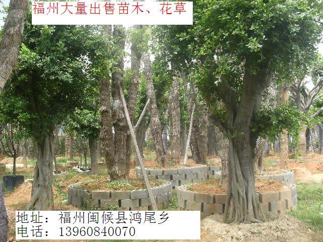 供應(yīng)福建草坪保質(zhì)保量