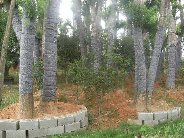 供應(yīng)福州承接草坪鋪種