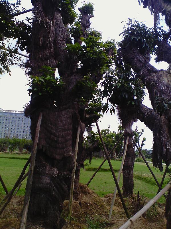 供應(yīng)福州樹木