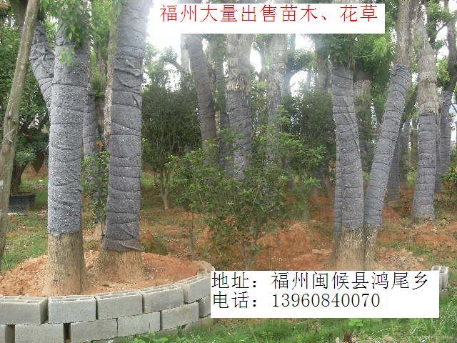 供應(yīng)馬尼拉草坪供應(yīng)商