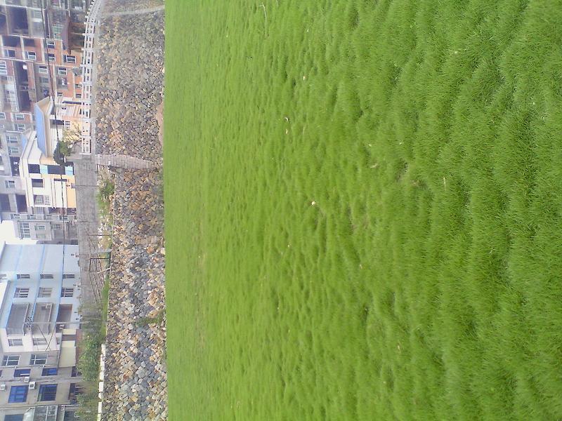 供應(yīng)福州承接草坪鋪種