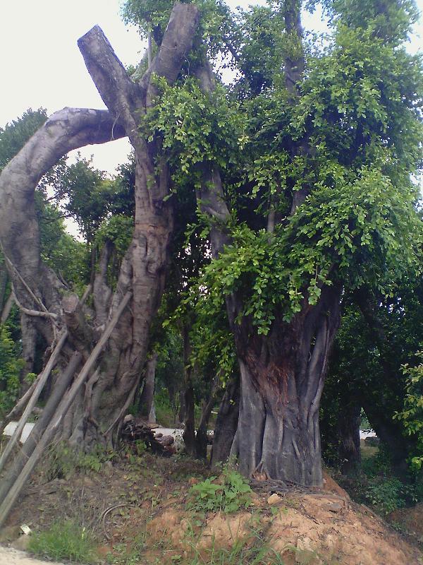 供應(yīng)福建樹(shù)木供應(yīng)商