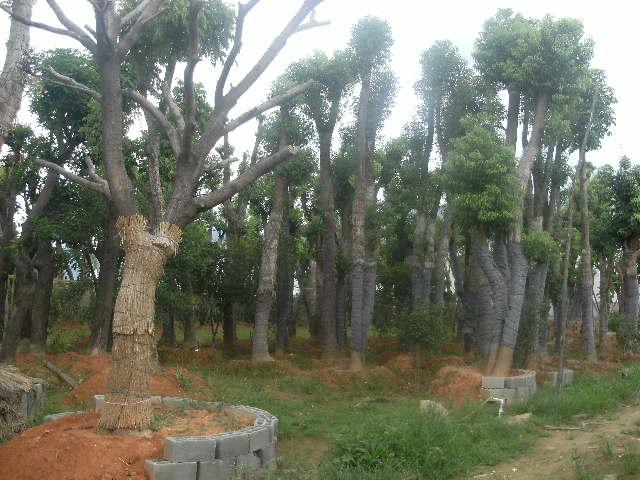 供應(yīng)福州承接草坪鋪種