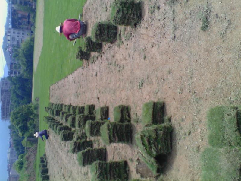 供應(yīng)福建福州草坪保質(zhì)保量