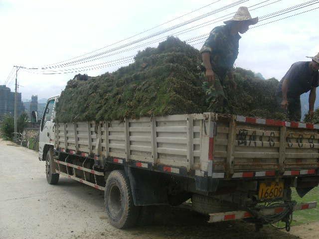 供應福州馬尼拉草坪供應